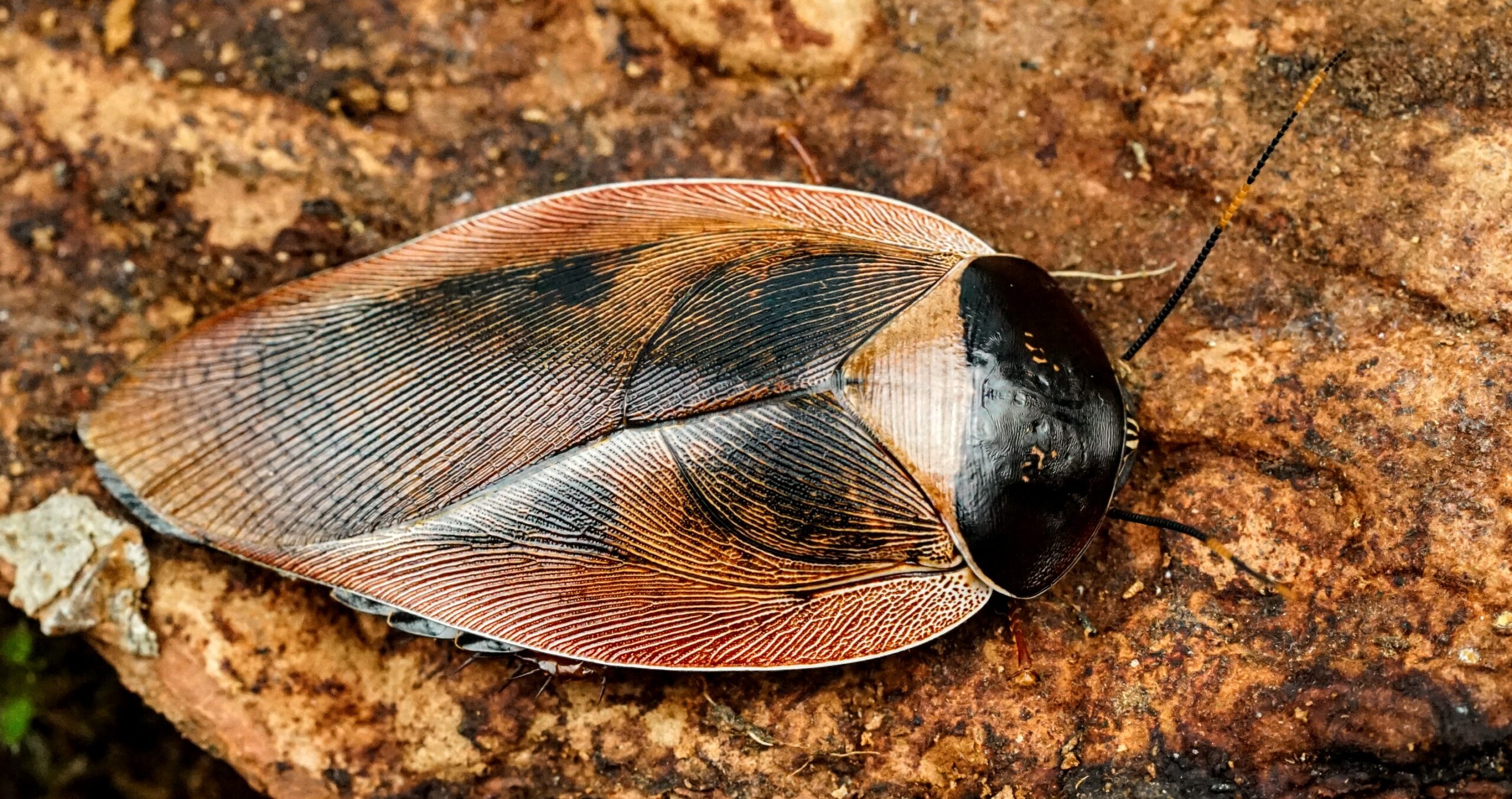 Gyna spp. centurio, caffrorum, capucina e lurida